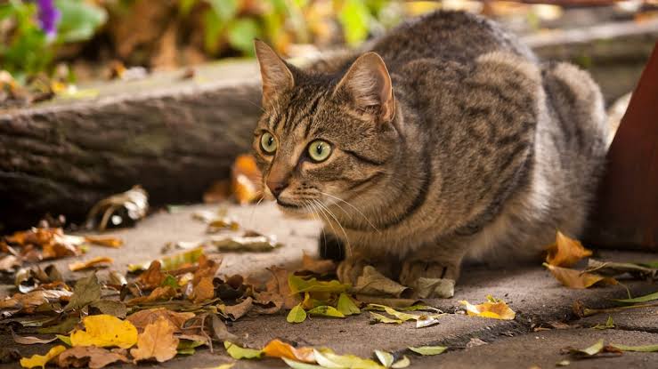 What Happens When Your New Cat Species Goes Mega-Viral? Post